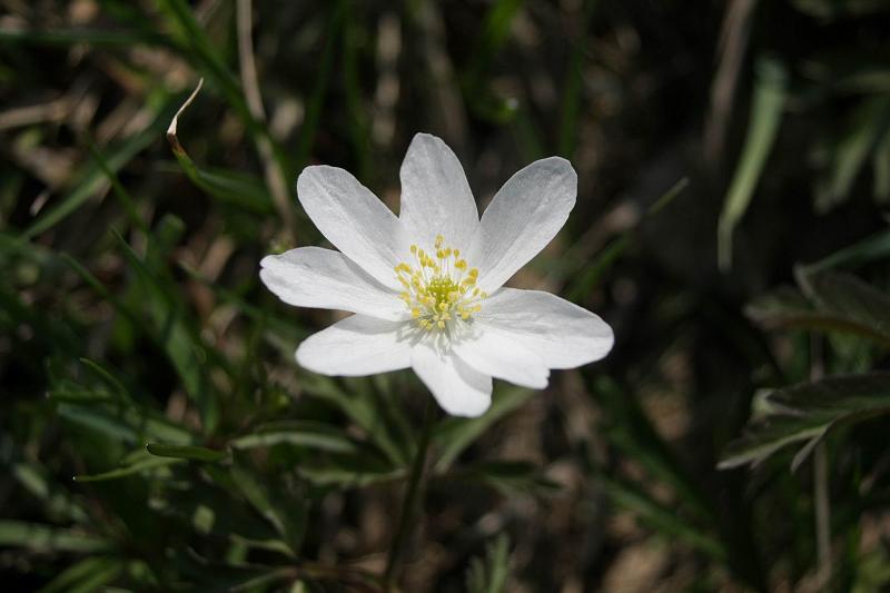 Pvodn obrzek
